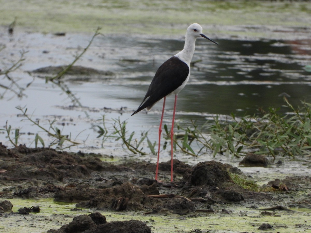 Black-winged Stilt - ML622099387