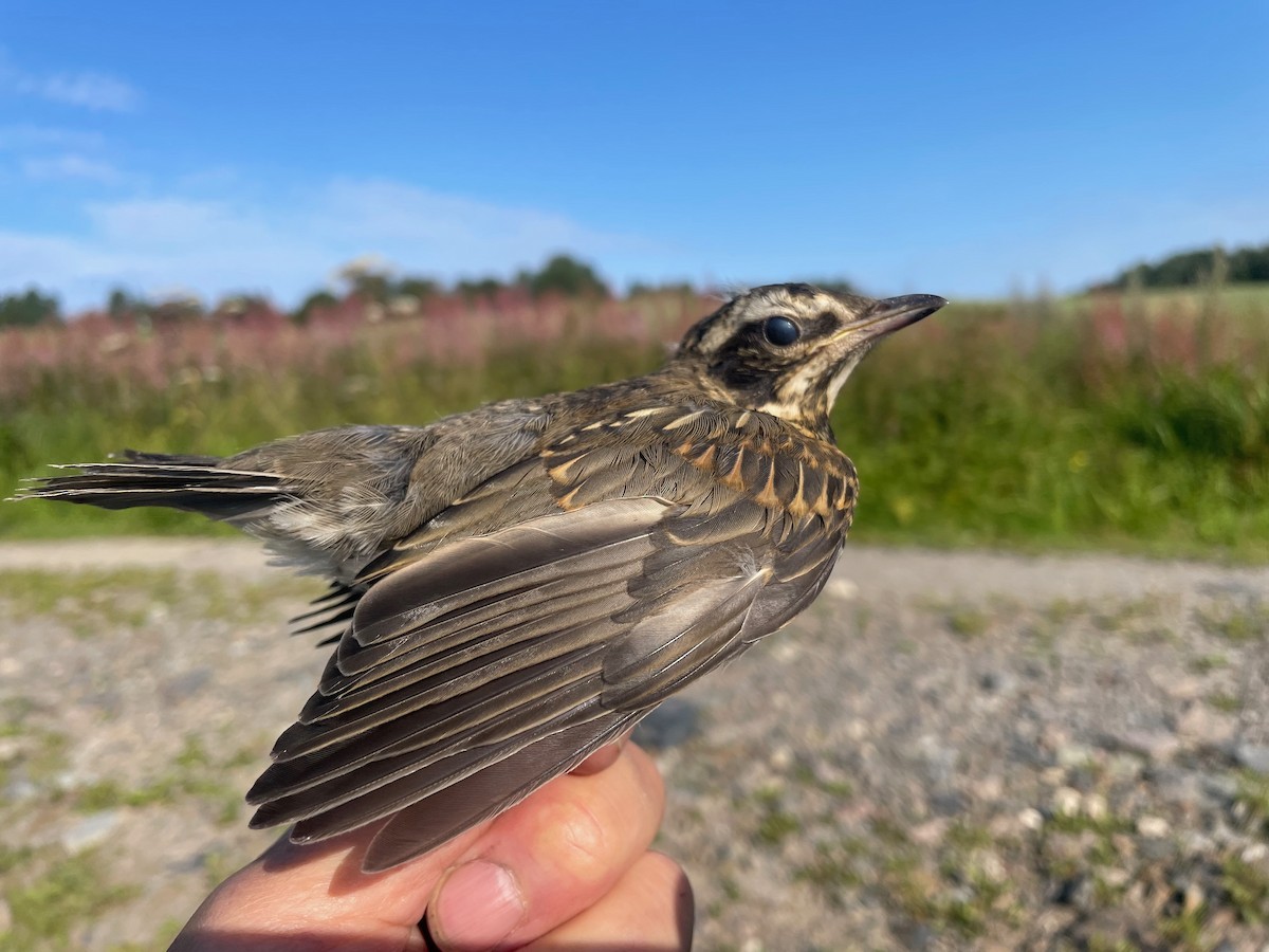 Redwing (Eurasian) - ML622099396