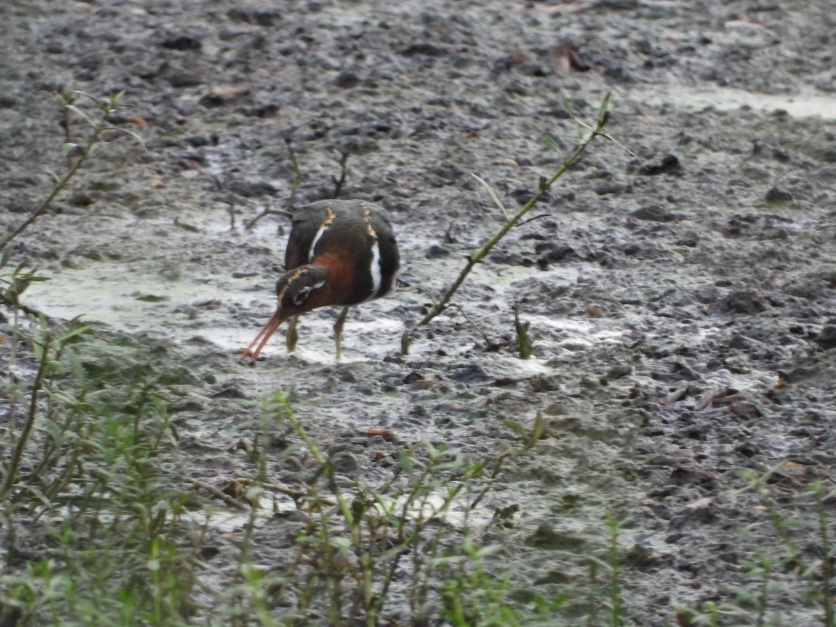 Greater Painted-Snipe - ML622099397