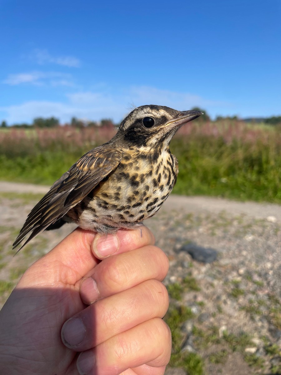 Redwing (Eurasian) - ML622099400