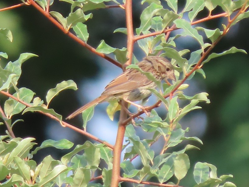 Song Sparrow - ML622099415