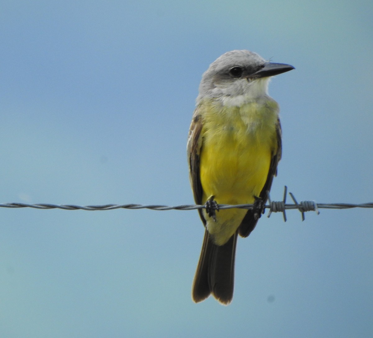 Tropical Kingbird - ML622099419