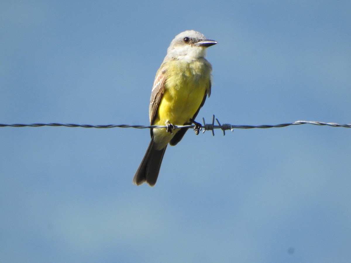 Tropical Kingbird - ML622099420