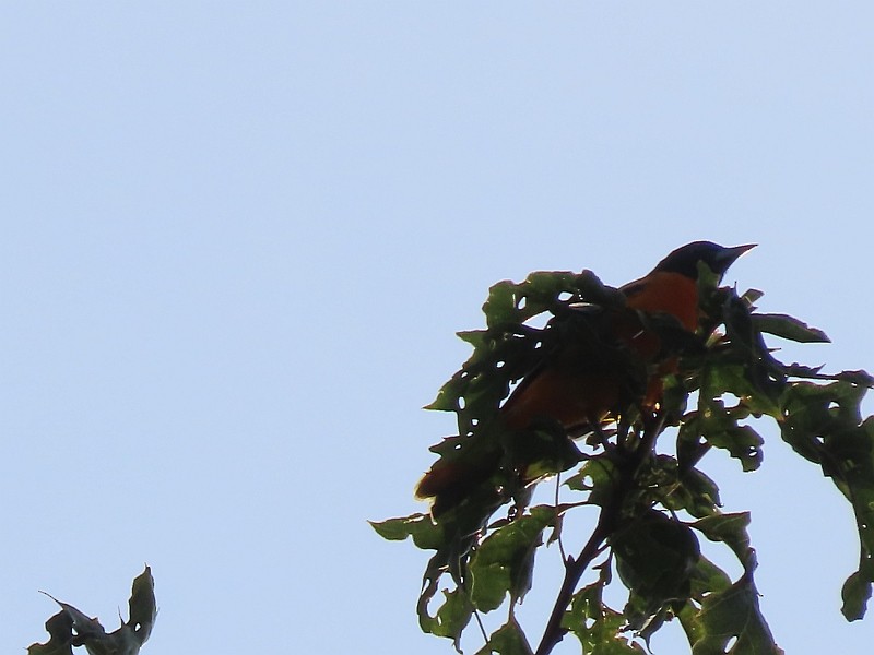 Baltimore Oriole - Tracy The Birder