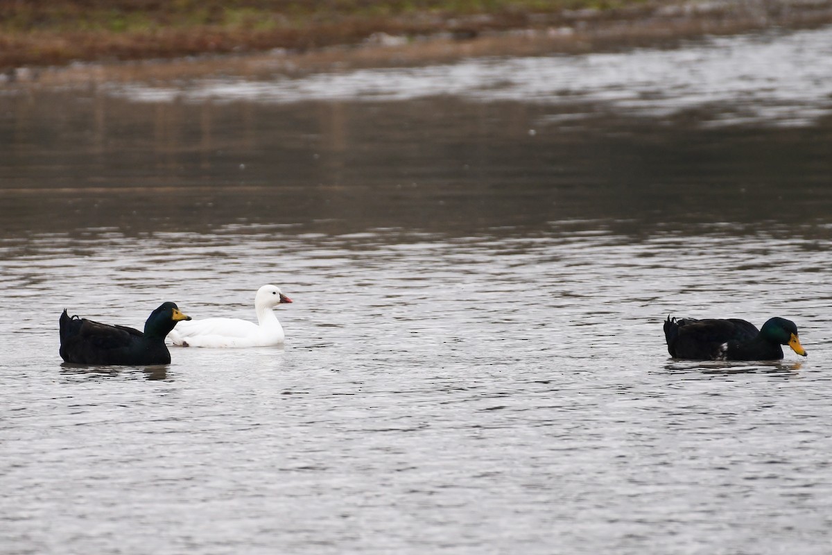 Ross's Goose - ML622099426