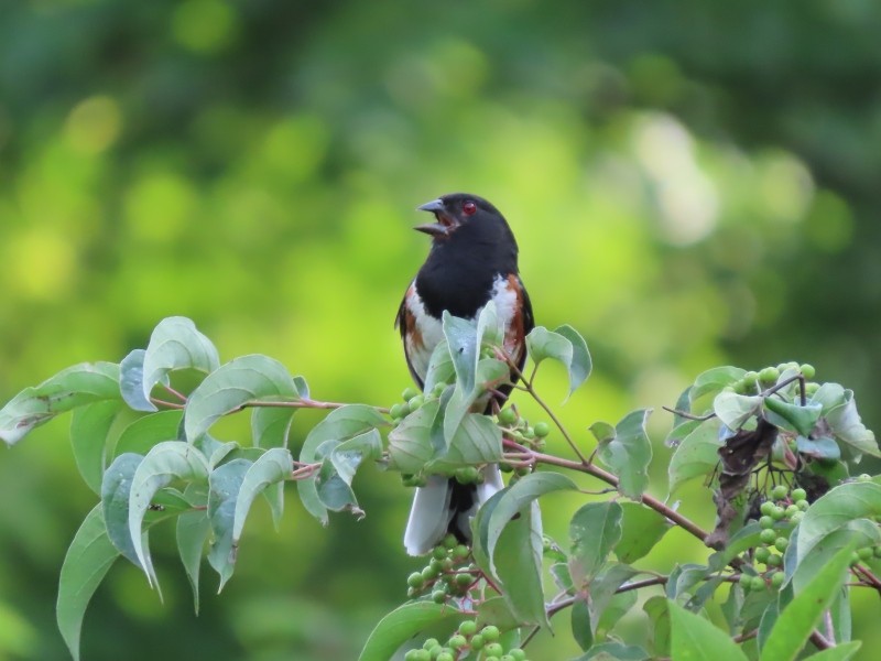 Eastern Towhee - ML622099431