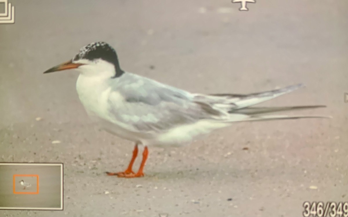 Forster's Tern - ML622099434