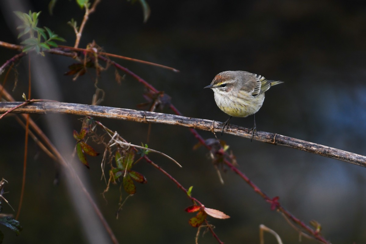 Palm Warbler (Western) - ML622099436