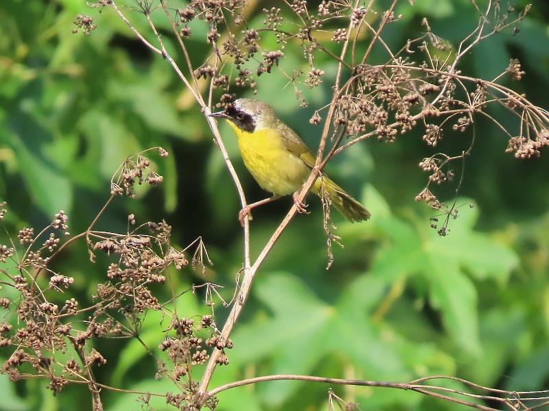 Common Yellowthroat - ML622099437