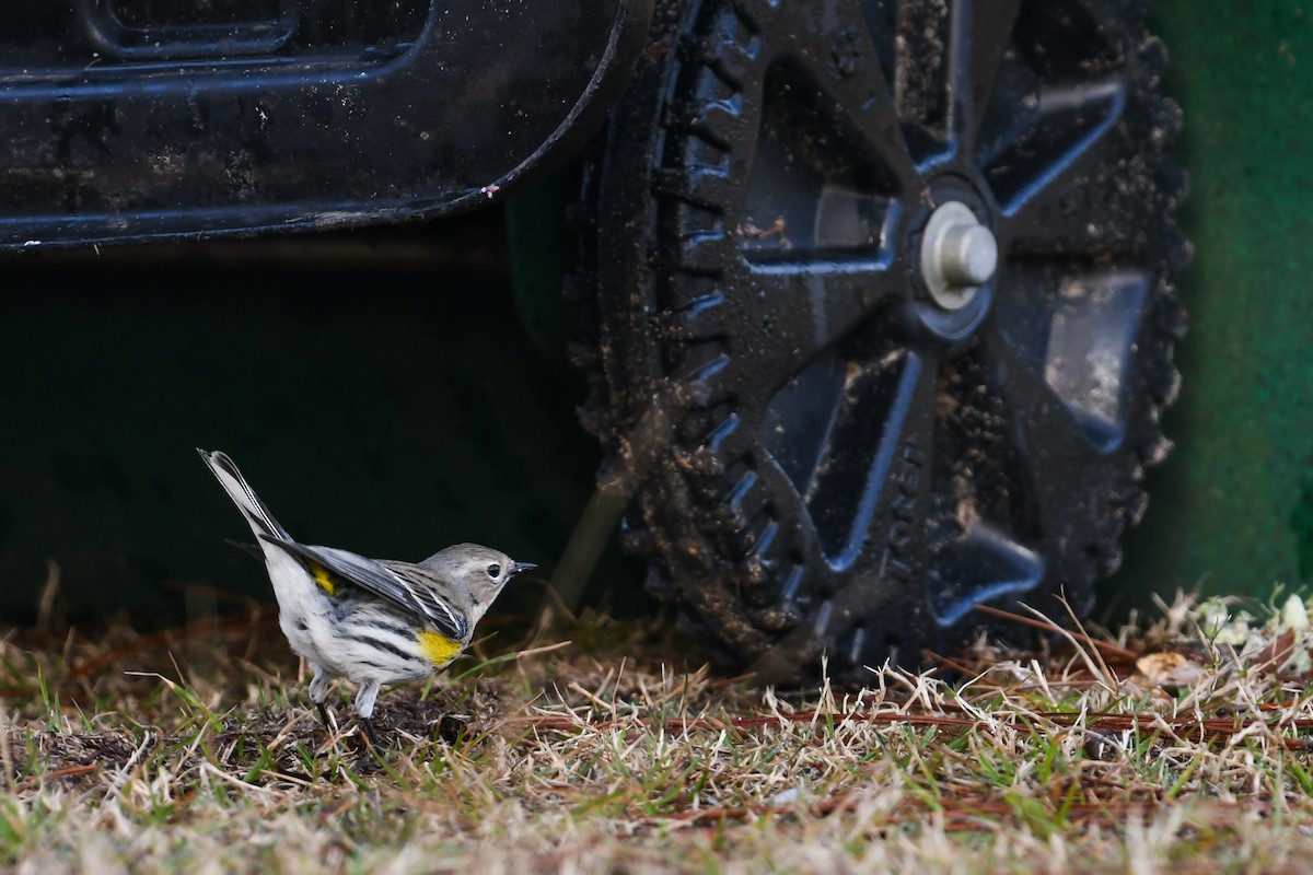 Yellow-rumped Warbler (Myrtle) - ML622099439