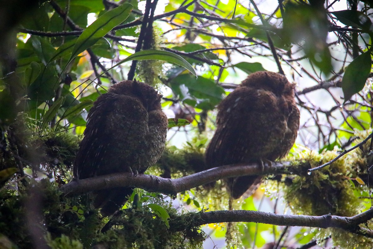 Bare-shanked Screech-Owl - ML622099443