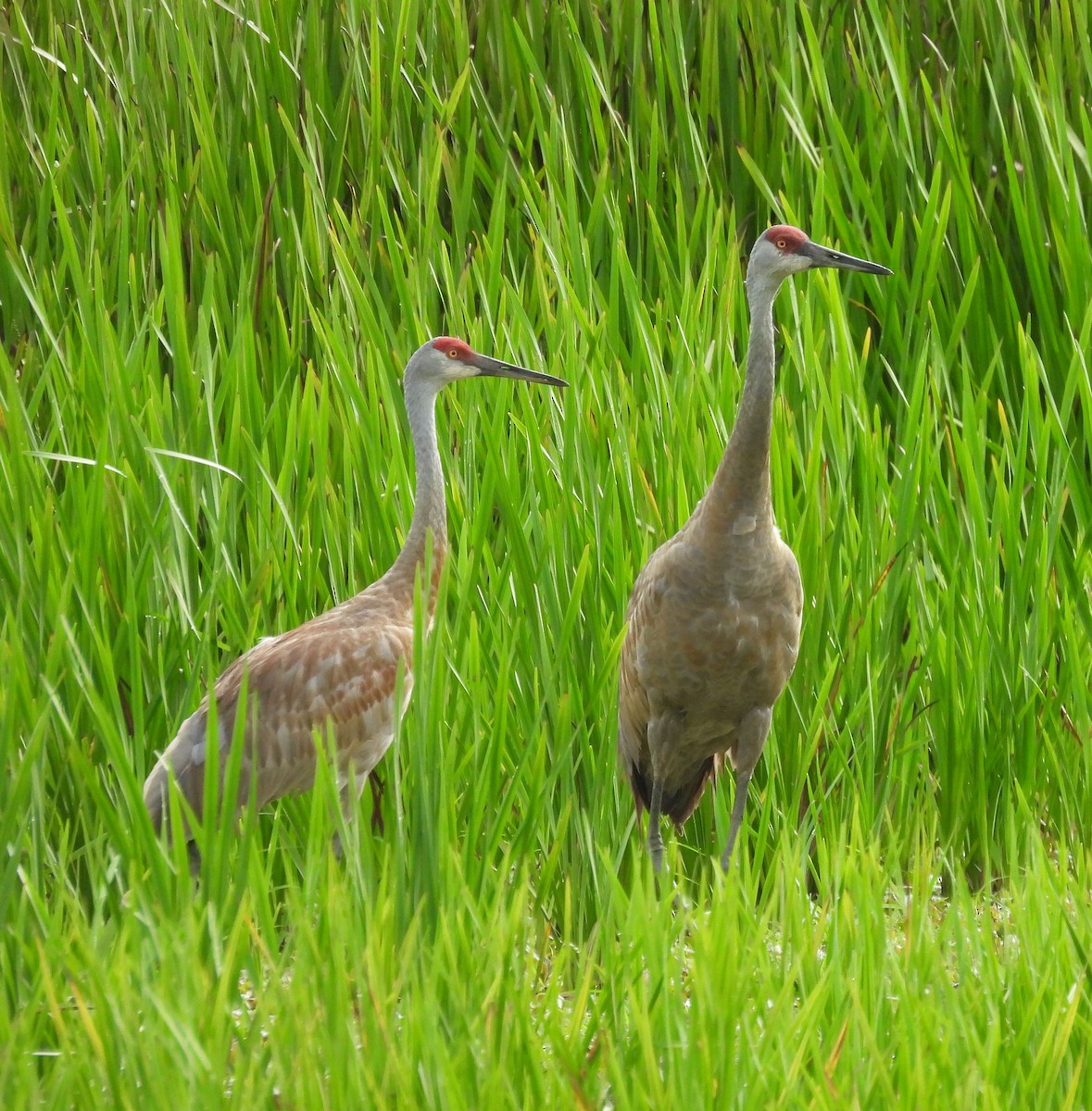 Sandhill Crane - ML622099444