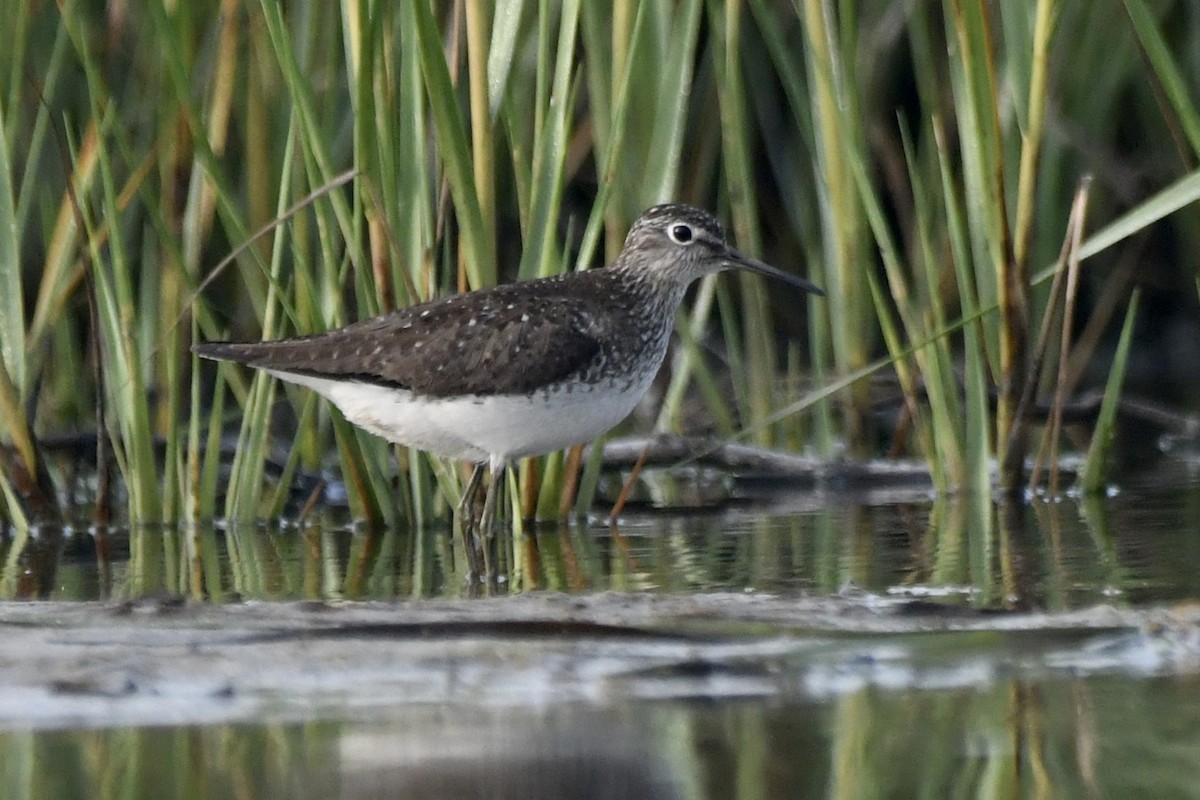 Solitary Sandpiper - ML622099447