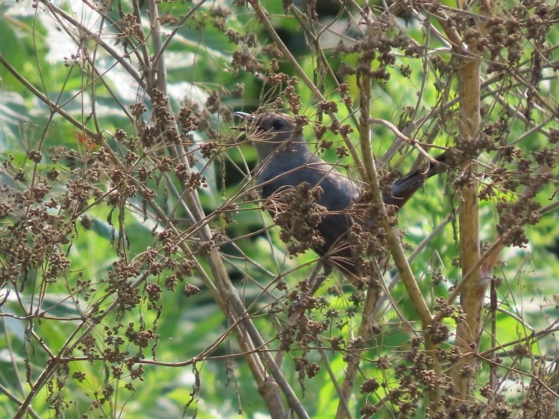 Gray Catbird - ML622099448