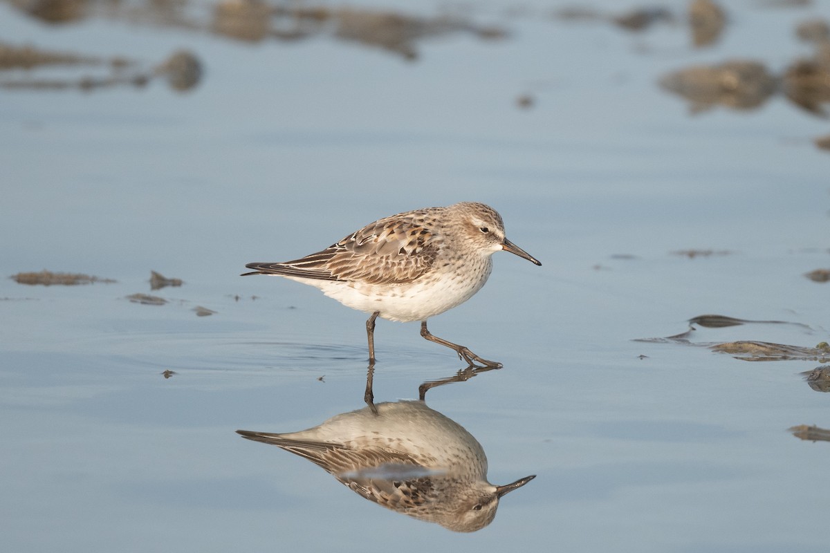 White-rumped Sandpiper - ML622099451