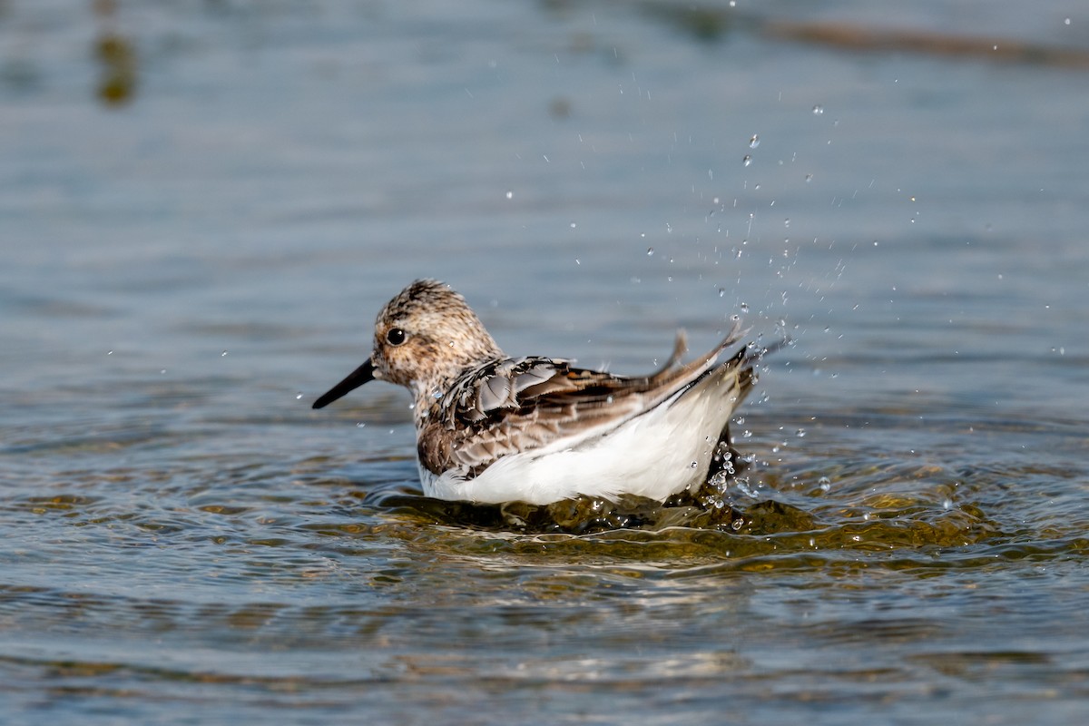 Sanderling - ML622099496