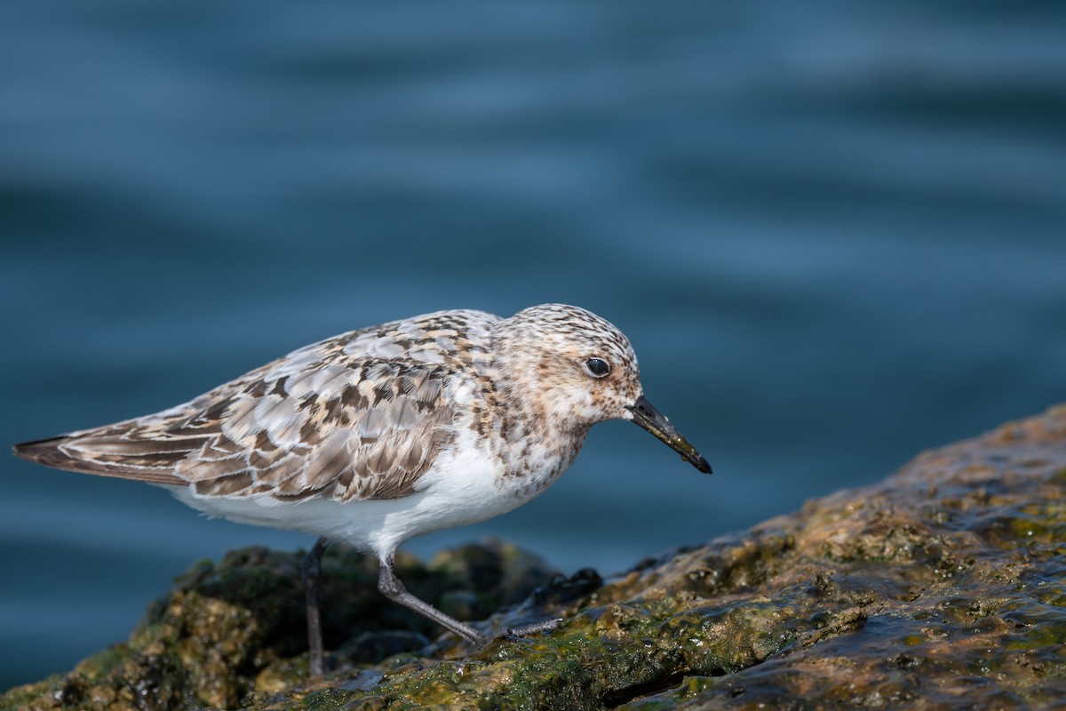 Sanderling - ML622099502