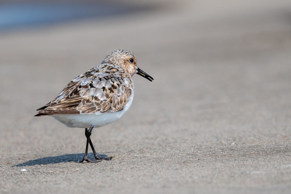 Sanderling - ML622099505