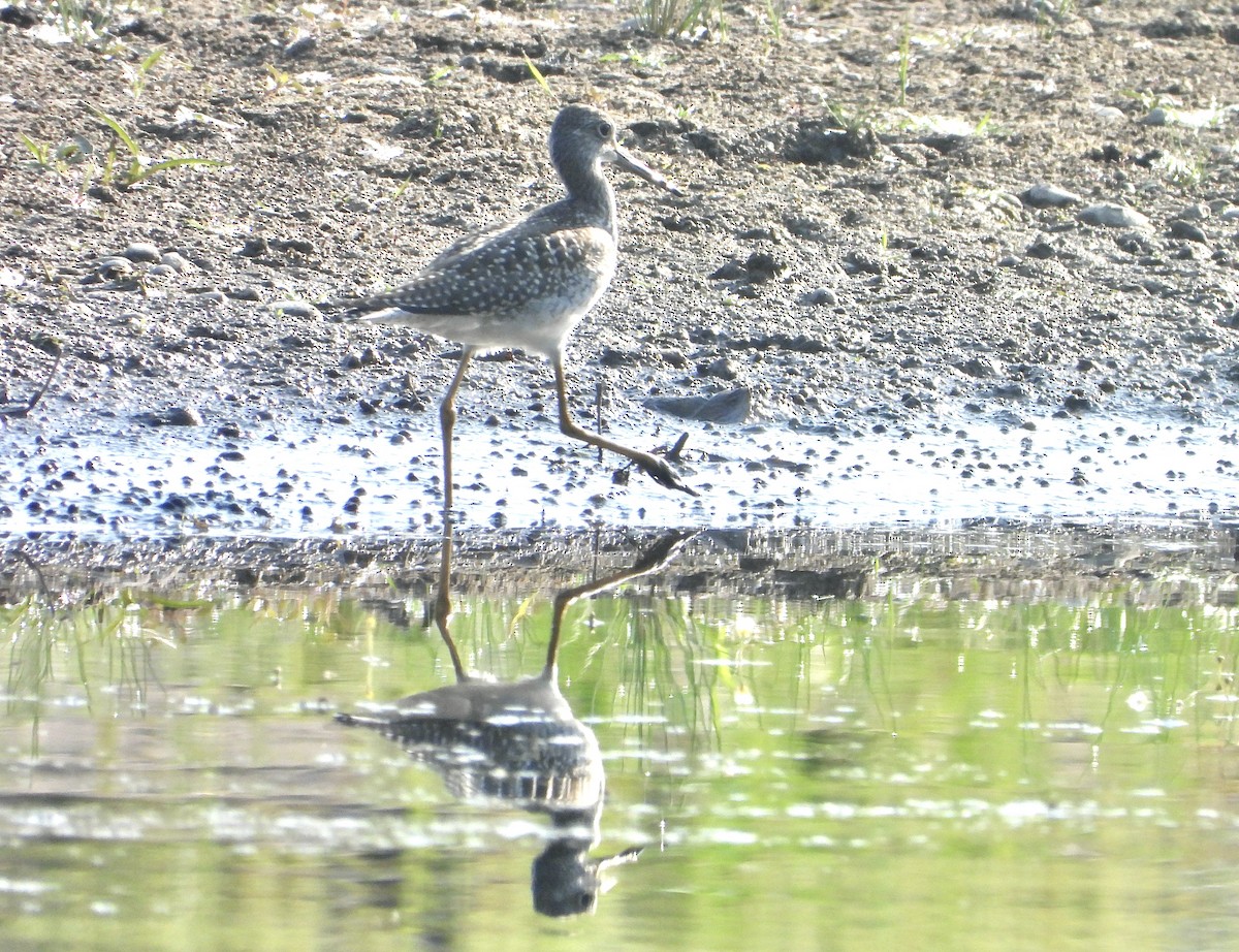 Greater Yellowlegs - ML622099524