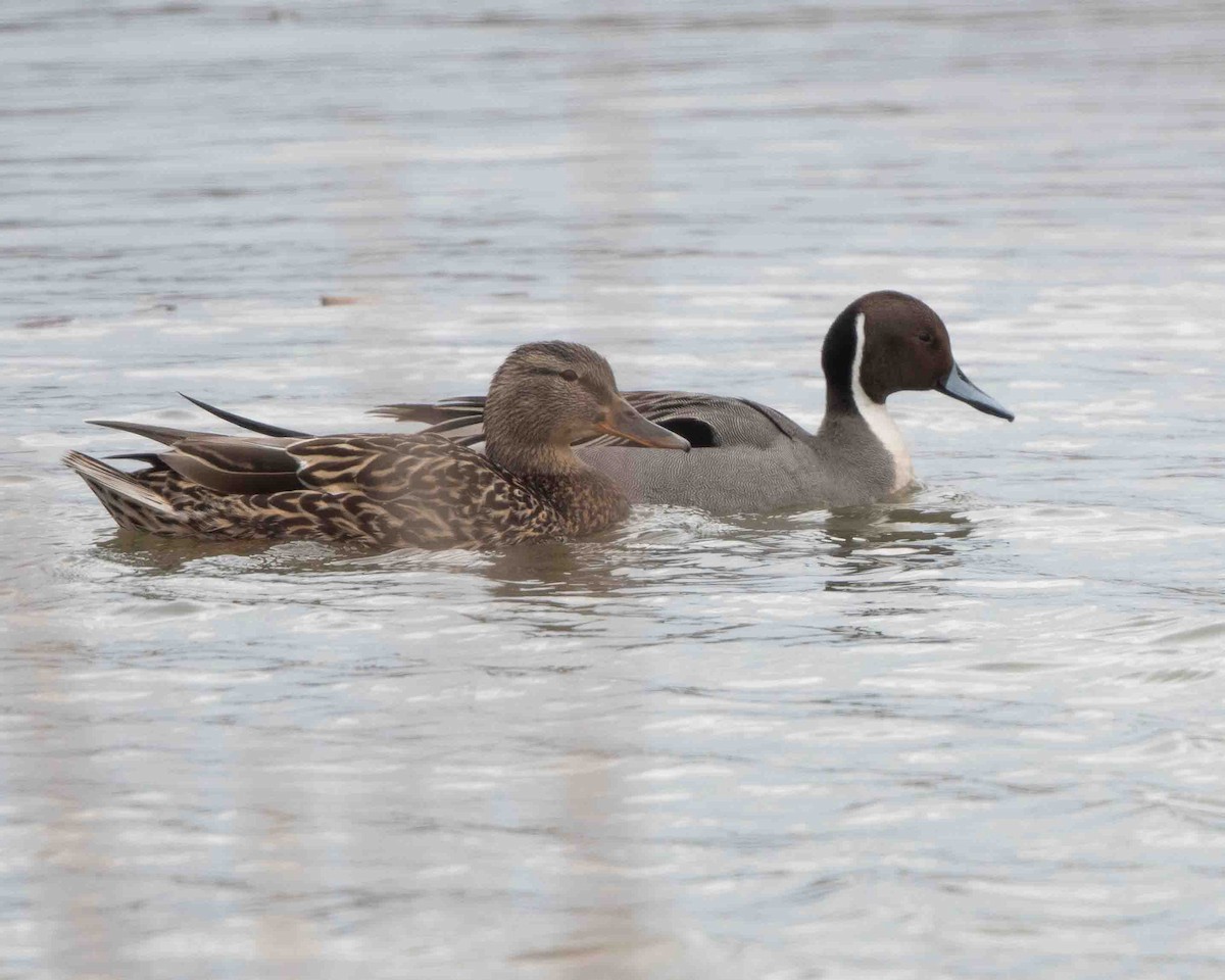 Northern Pintail - ML622099525