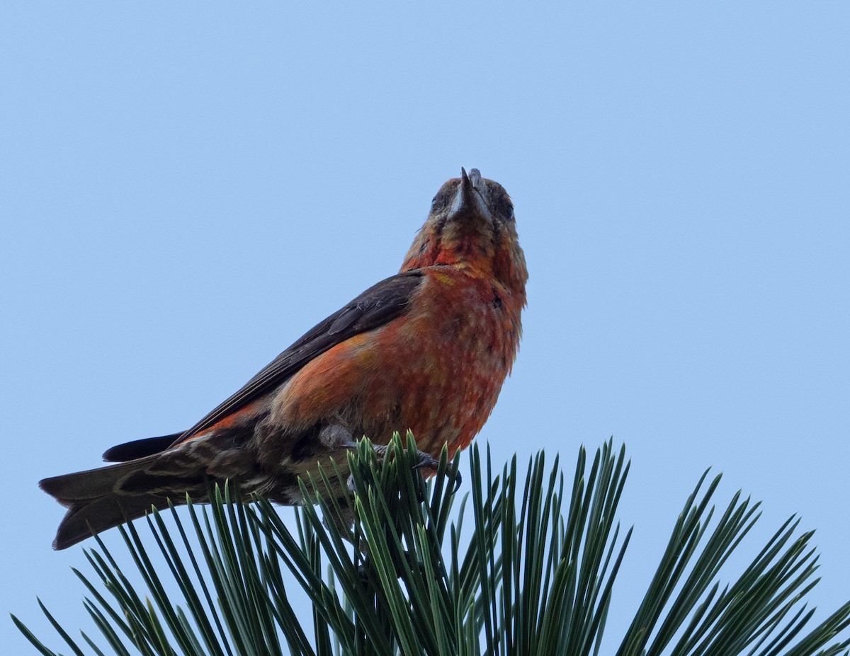 Red Crossbill - Jan Allen