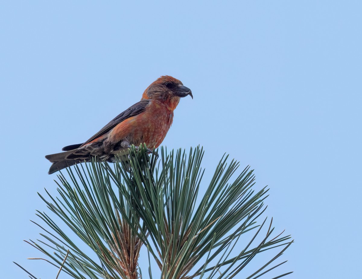 Red Crossbill - ML622099534