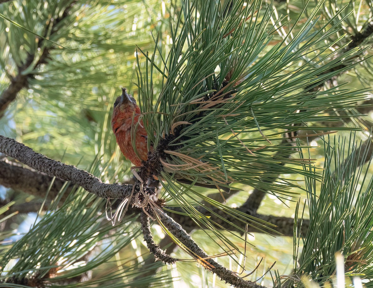 Red Crossbill - ML622099535