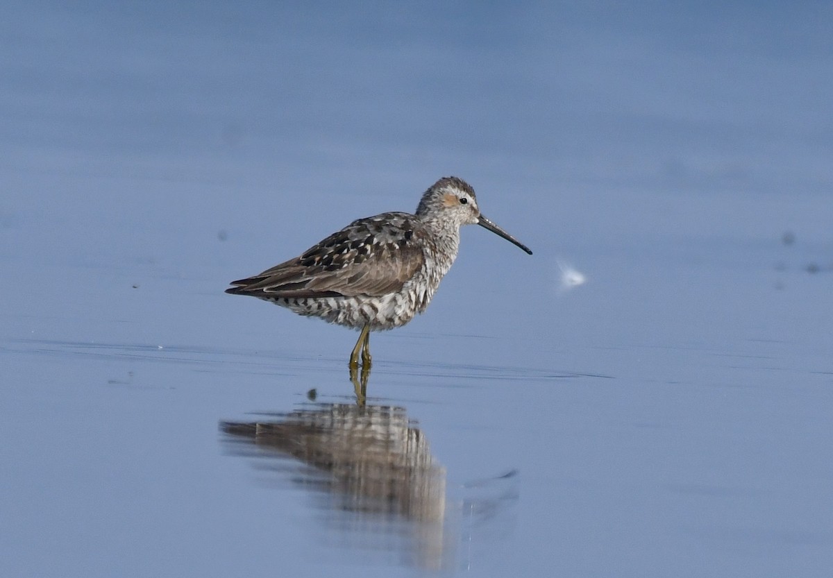 Stilt Sandpiper - ML622099536