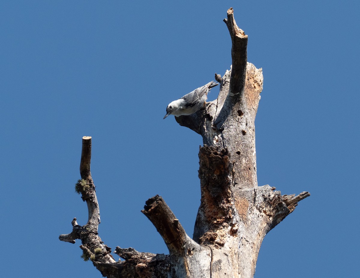 White-breasted Nuthatch - ML622099538