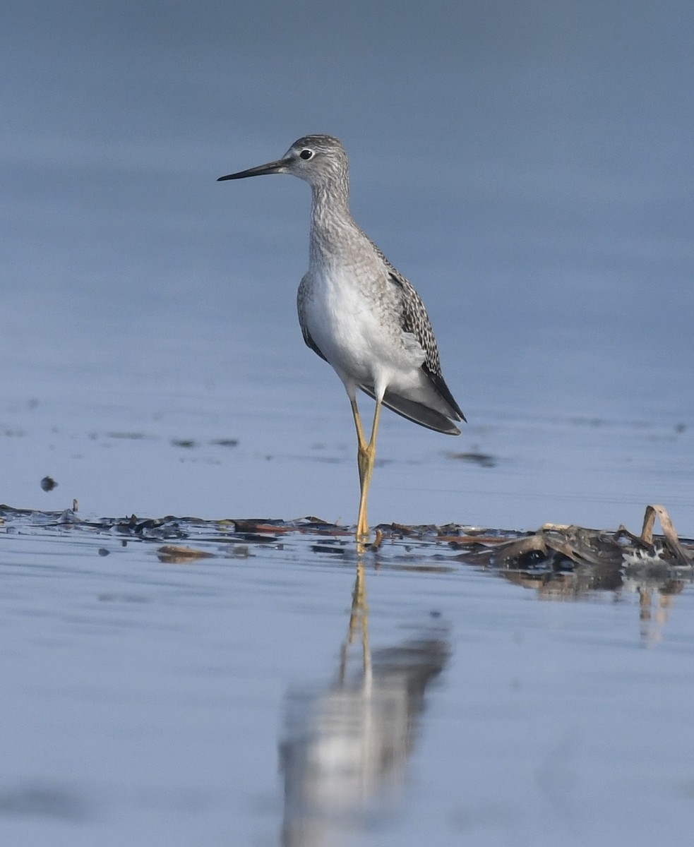 Lesser Yellowlegs - ML622099540