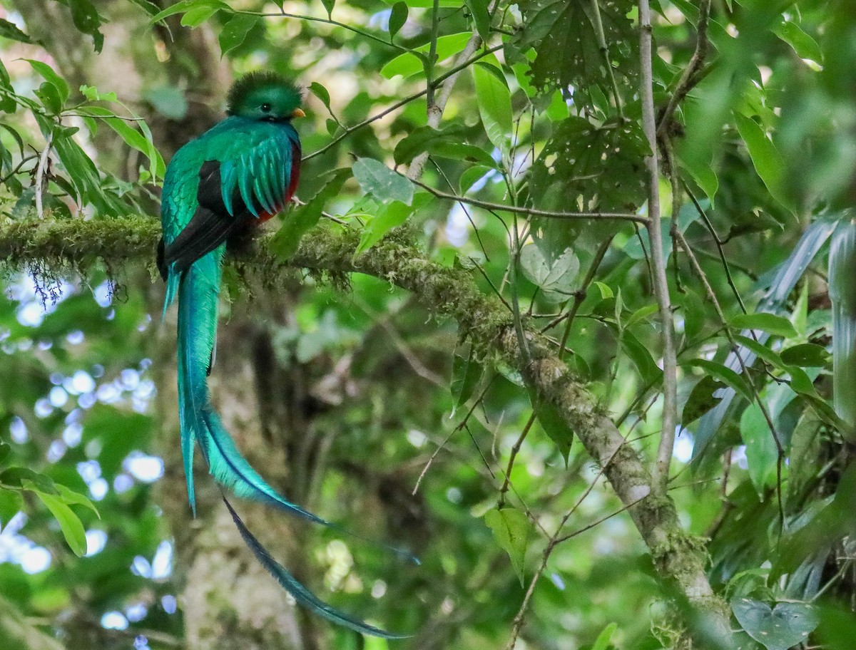 Resplendent Quetzal - Owen Leggio