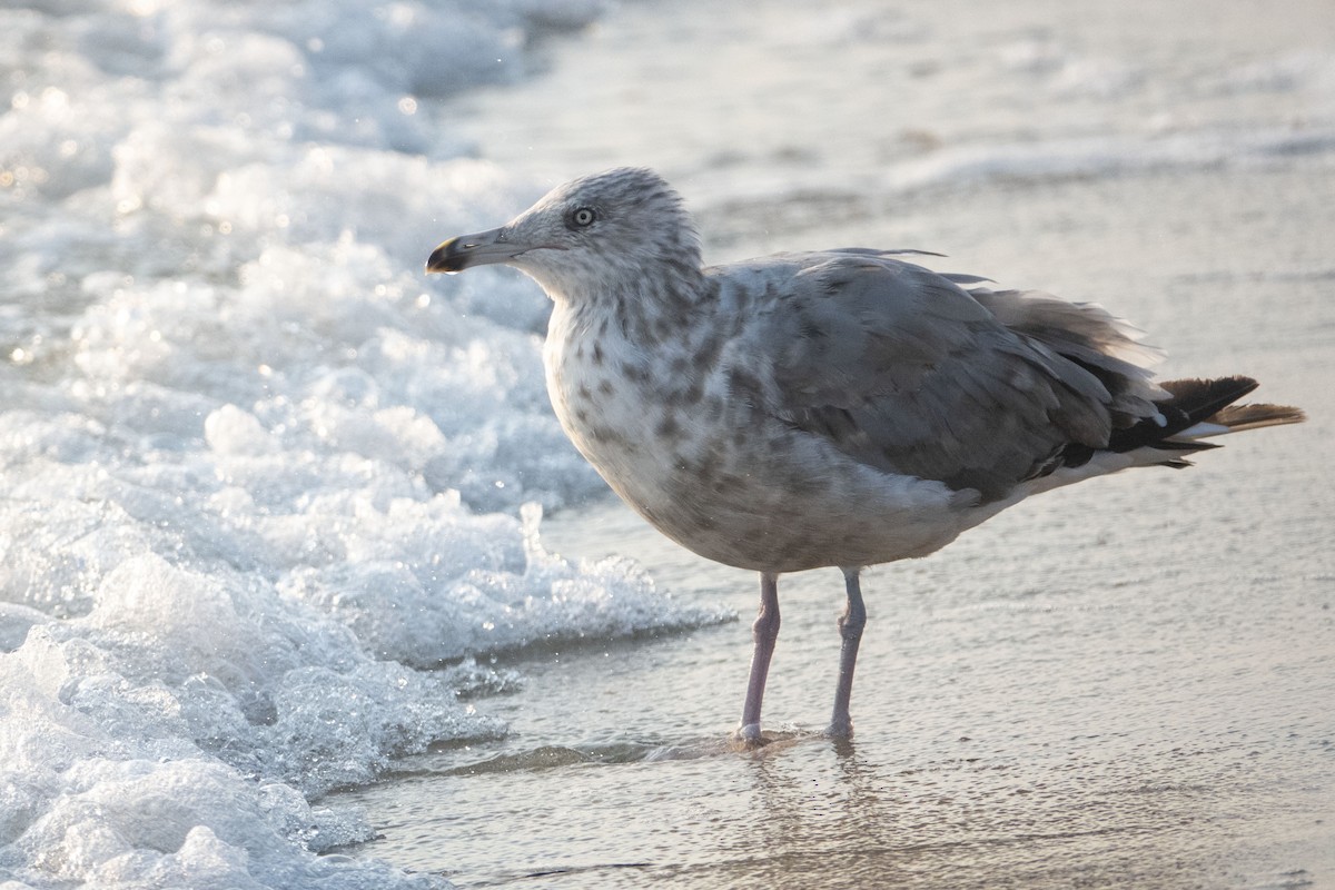 Herring Gull - ML622099543