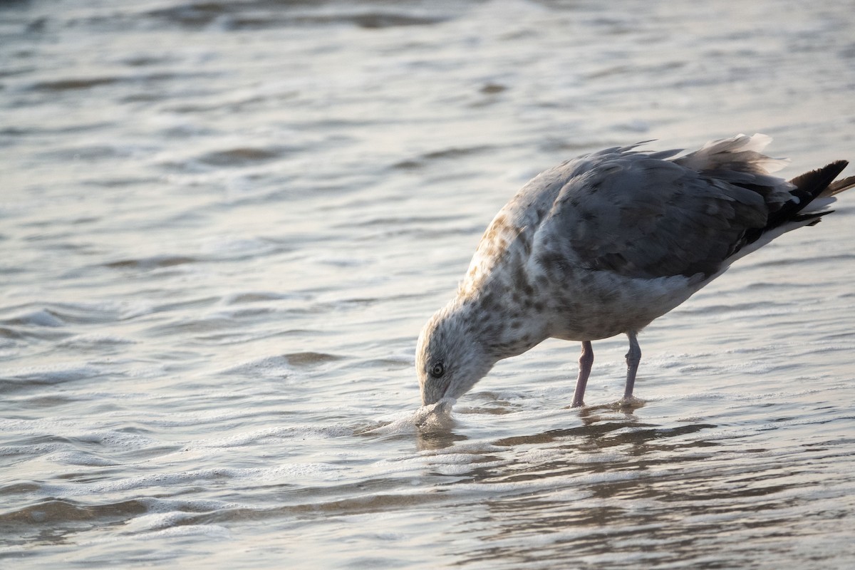 Herring Gull - ML622099544