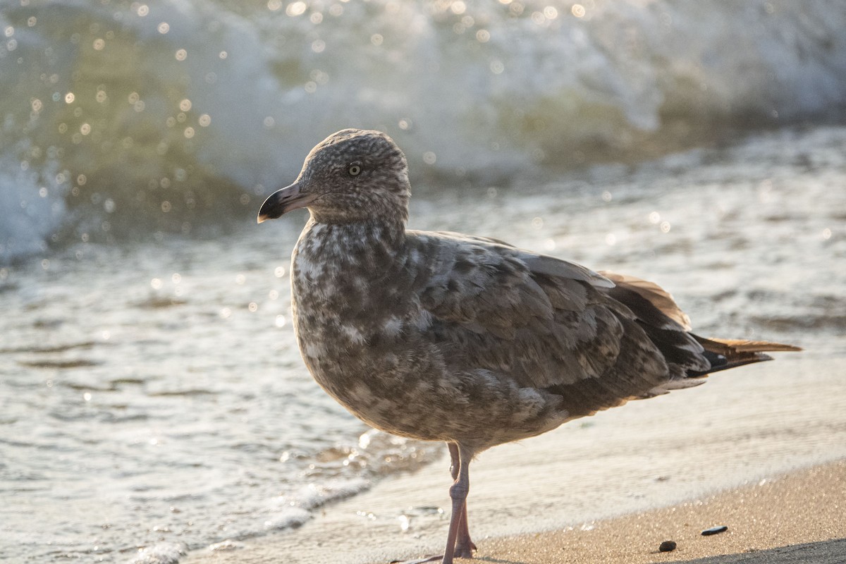 Herring Gull - ML622099545