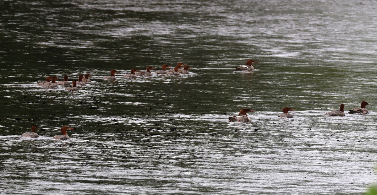 Common Merganser - ML622099546