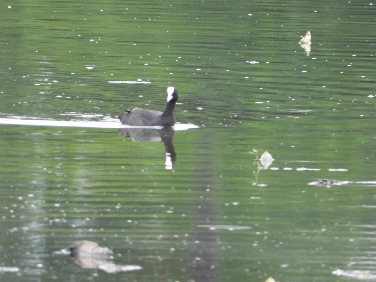 Eurasian Coot - ML622099547