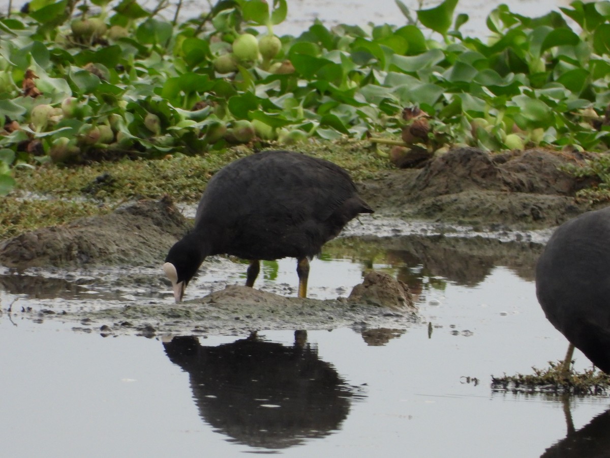 Eurasian Coot - ML622099548