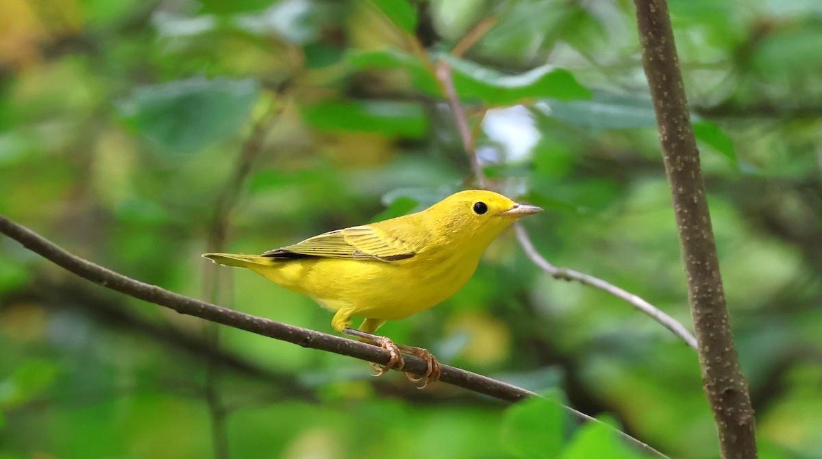 Yellow Warbler - ML622099549