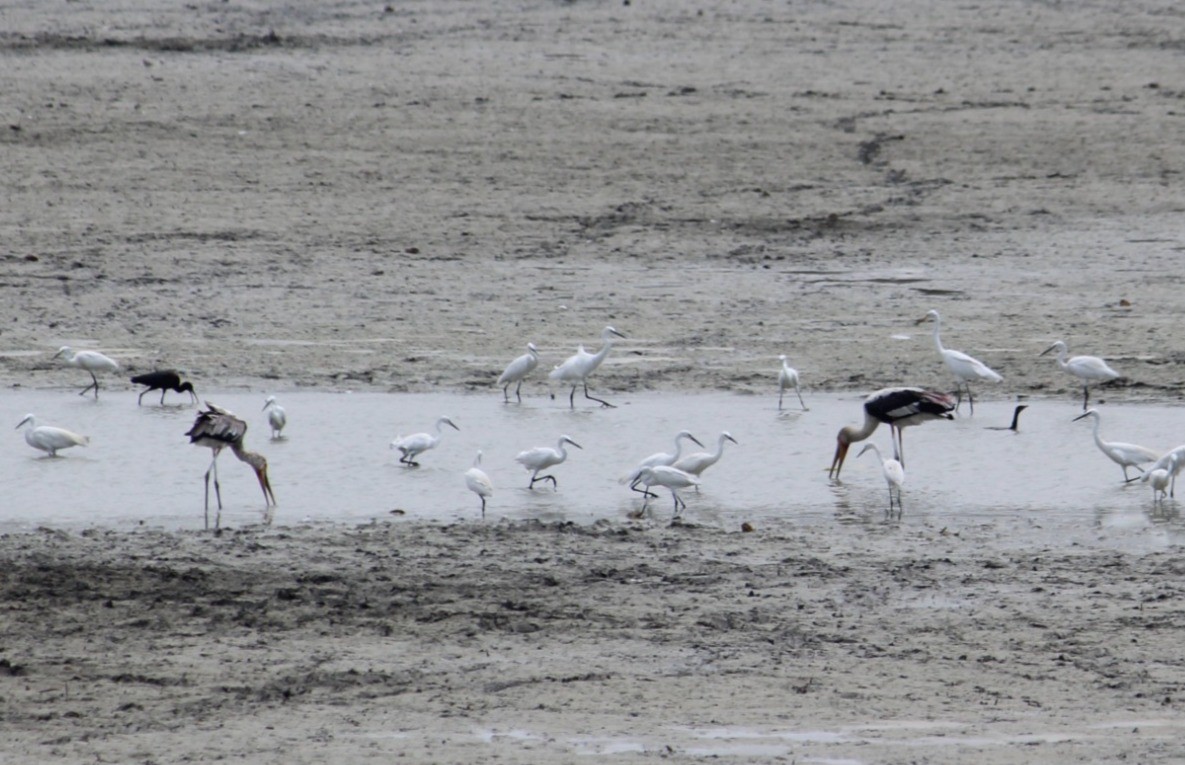 Painted Stork - ML622099550