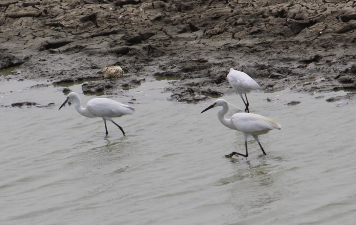 Little Egret - ML622099551