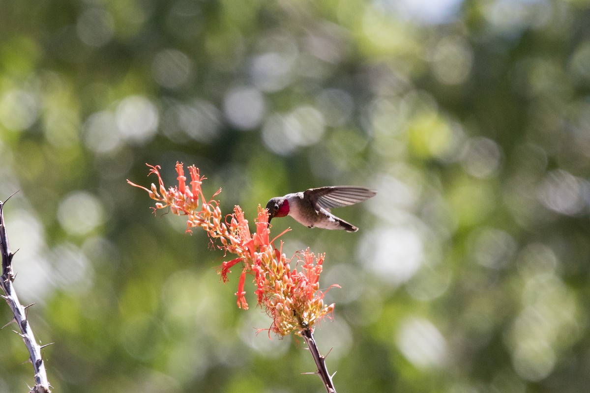 Broad-tailed Hummingbird - ML622099552