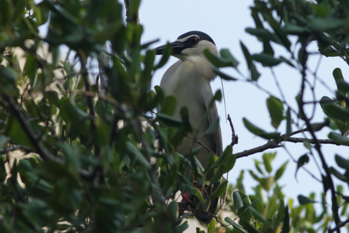 Black-crowned Night Heron - ML622099553