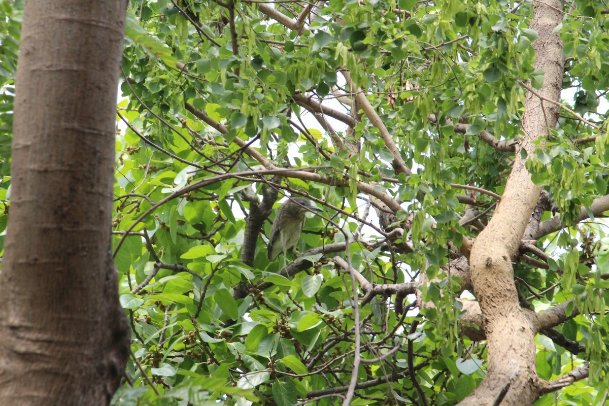 Black-crowned Night Heron - ML622099566