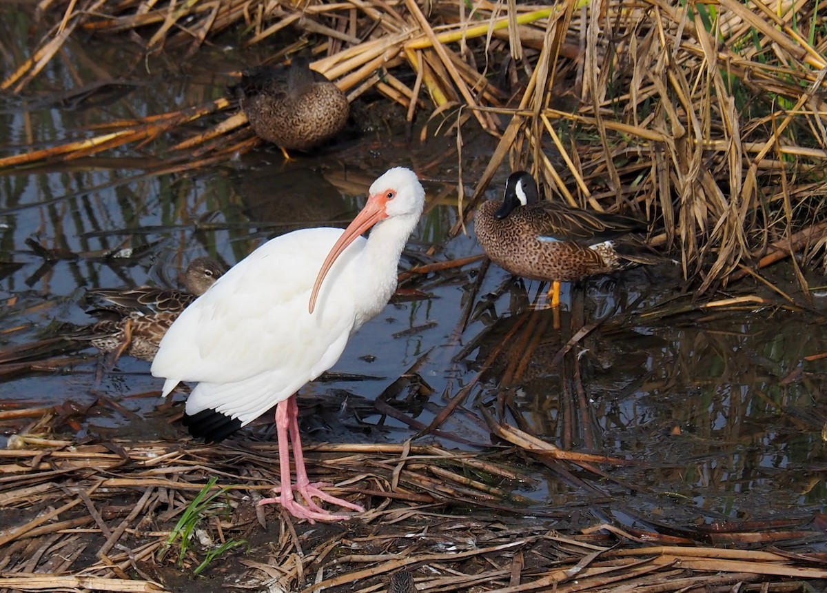 White Ibis - ML622099568