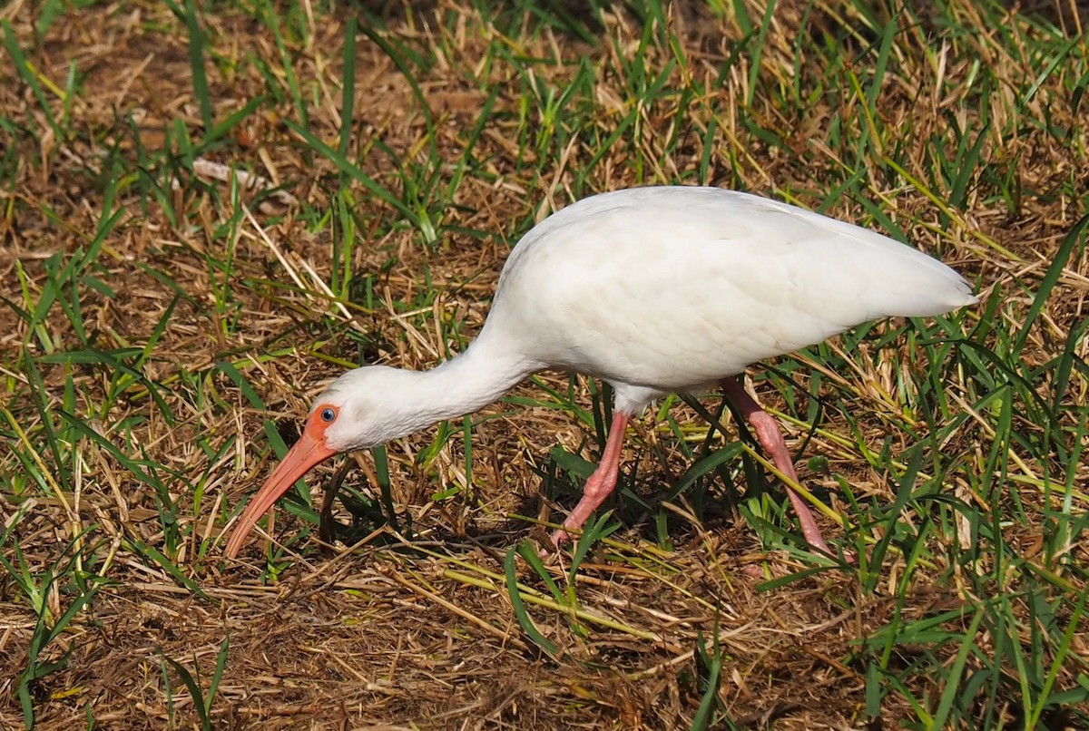 White Ibis - ML622099569