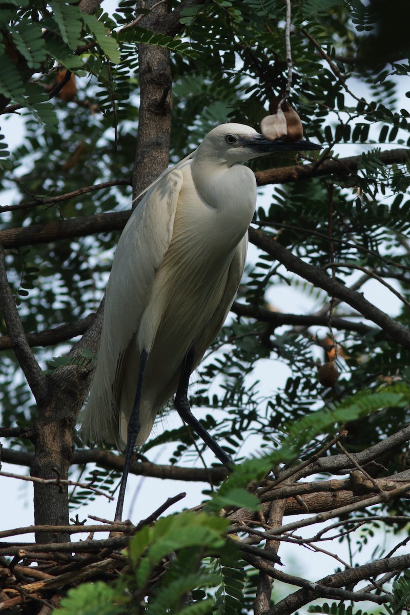 Little Egret - ML622099570