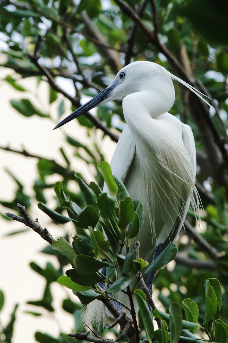 Little Egret - ML622099571