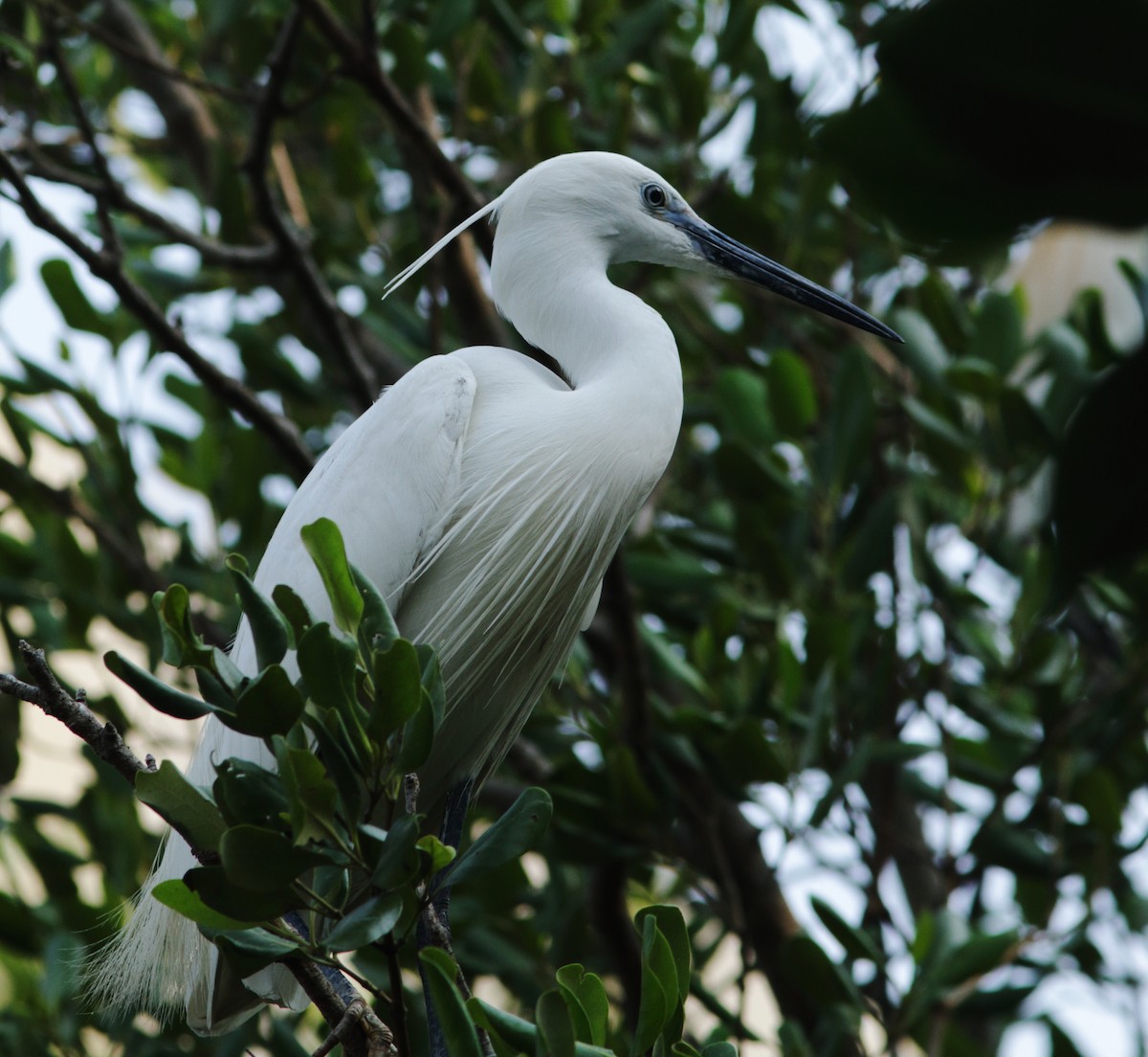 Little Egret - ML622099572