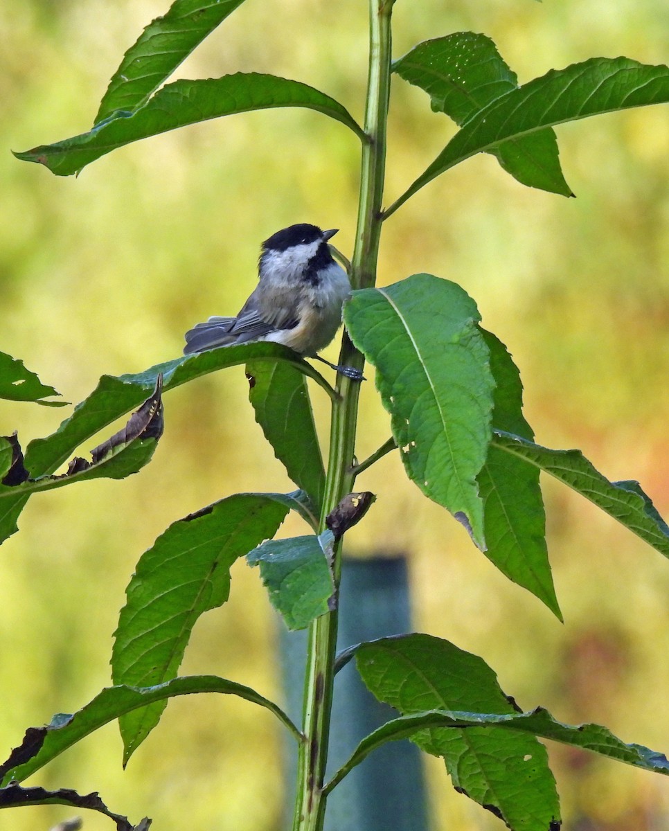 Carolina Chickadee - ML622099573