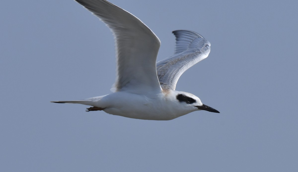 Forster's Tern - ML622099574